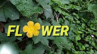 Nowapara || vlog - 05 || Nature edit .