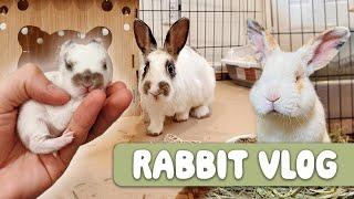 Rehoming Rabbits, Baby Bunny Updates, and New Cages!