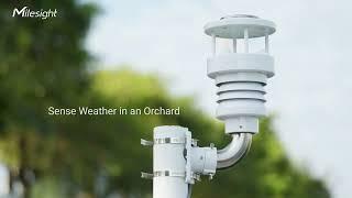 Milesight WTS506 IoT Weather Station Videography