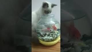 #Littel kitten and Fish