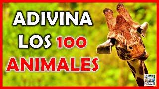 Adivina los "100 ANIMALES" Test/Trivial/Quiz