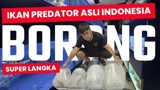 BUY SUPER RARE PREDATOR FISH FOR TENS OF MILLIONS!!! ADD TO YOUR COLLECTION OF ORIGINAL INDONESIA...