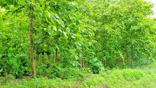 Nicaragua Teak Farm