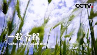 西藏音乐人丹真罗布《一粒青稞》 MV抢先听！纪录片《走进西藏·高原之歌》推广曲 | CCTV「走进西藏·高原之歌」