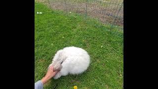 What age is a rabbit considered "older" or a senior citizen bunny? 
