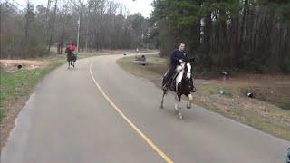 Chick on a Fast Tennessee Walking Horse