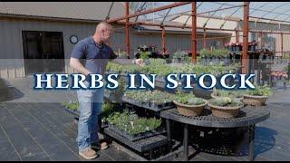 Herbs for days at Red River Nursery