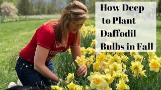 How to Plant Daffodils in Fall