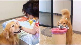 【金大毛】路虎陪我老婆坐月子 真的好乖##dog #shorts #love #viral#dog #shorts #love #viral