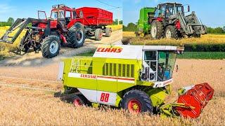 Aratás 2024 | Claas Dominator 88 + Merci motoros MTZ + Belarus 892.2