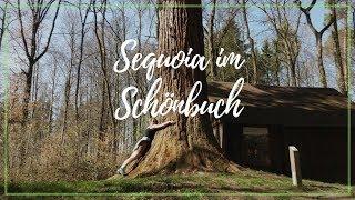 Mammutbaum im Naturpark Schönbuch (2018)