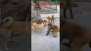 Best fight between Dog and Monkey#shorts #funny #ytshorts #dogs#rockstar