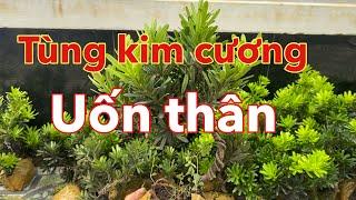 Tùng kim cương rin uốn thân giá rẻ | lh: 0979582872