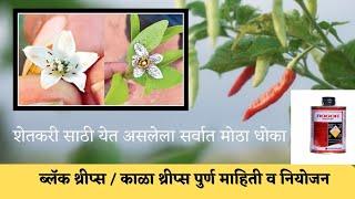 Black thrips | ब्लॅक thrips| काळा thrips उपाय व नियोजन | मिरची