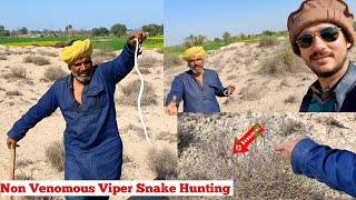 Non Venomous Viper Snake(Natrix Maura) Rescued from a Soil Hill