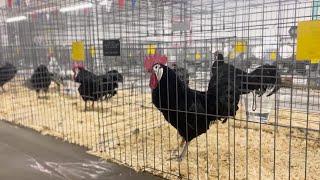 Big Sky Poultry Association hosts annual expo in Great Falls