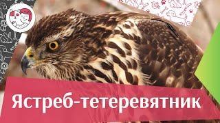 Ястреб-тетеревятник. Интервью с экспертом-орнитологом. Порода, особенности, характер