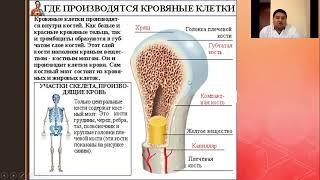 Лимфопения  Лимфоцитоз