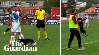 Absolute howler: dog steals ball and nutmegs players in Bosnian football match