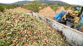 2.8 Billion Pounds Of Almonds Harvested This Way In California - Almond Processing Factory