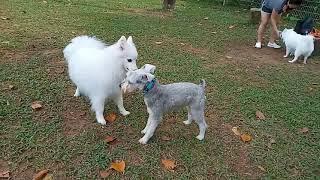 Super Cuddles' Pack Making New Friends At The Dog Run