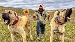 BROTHERS WHO KILLED A WOLF TWICE AT THE YEAR OLD OF 2 ~ Wolfish Shepherd Dogs! #dogs #pets