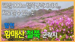 황매산 철쭉 군락지, 경남 합천 / 철쭉 군락지인 해발 900m까지 차를 타고 갈 수 있는 곳 | 산청 생초국제조각공원 꽃잔디