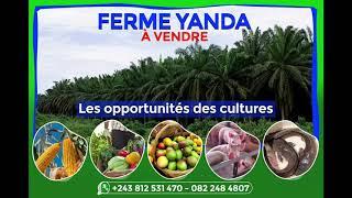 vente d'une ferme dans les périphéries de Kinshasa