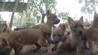 10 Dhole Puppies Steal Hearts