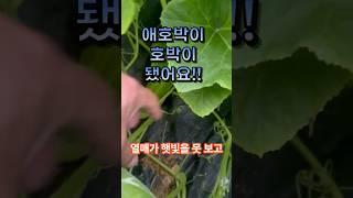 애호박이 못난이가 되어 버렸어요 어쩌죠!! 호박 이렇게 길러보세요