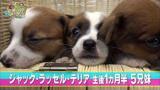 【ジャック・ラッセル・テリア】寝起き　おやつ探しグランプリ【かわいい犬まとめ動画】