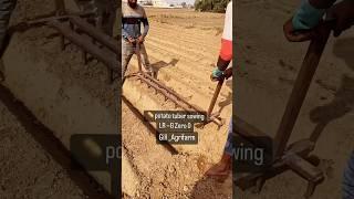 Potato  tuber sowing  #farming #potato #agriculture #punjab #shorts #reels