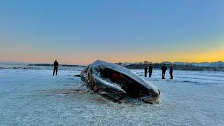 Whale washes ashore near Alaska's Largest City