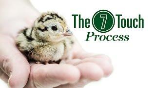 Gisi Pheasant Farms Web Video: 7 Touch Process