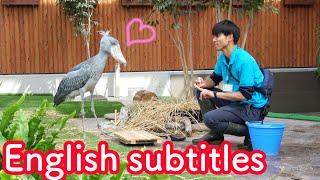 Shoebill's meal time with her  favorite caretaker full version 【Shoebill FUTABA in 2019 】Encore