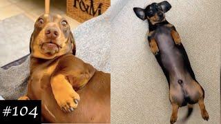 Dachshund Compilation - Funny And Cute Videos