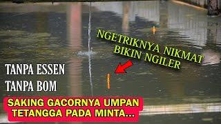 Umpan Mancing Paling Nikmat Dan Paling Istimewa Untuk Segala Kondisi Dan Cuaca