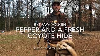 Decoy Dog Training 101