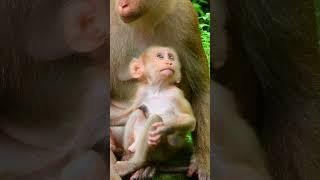 Luna's Gentle Touch: A Mother's Love for Her Son #17 #short #Cute #cutemonkey#monkey#monkeybehaviors