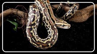 Burmese Python: The Dangerous Snakes Invading Florida's Everglades