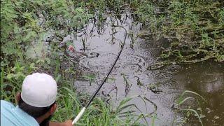 Climbing Perch fish Catching|Fisher Man Catching The Fishes In Small Hook Gal|We Used Earth Worms