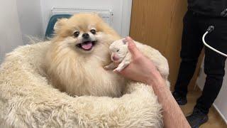 2 week update - My Pomeranian had a puppy!