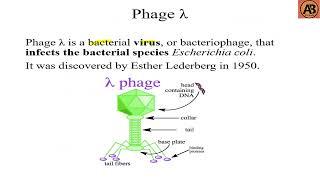 Cloning Vector ।। Types of Cloning Vector।।"Learn with AB Tusar"