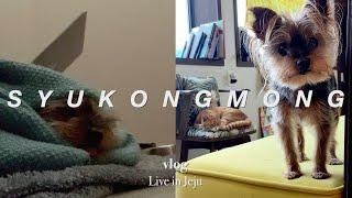 강아지와 함께 주간 입원.. 만 14.9세 강아지의 기력 찾기 프로젝트 제주 브이로그 | 열무비빔국수 레시피 | 떡만둣국 | 노견 일상 | 강아지 피하수액, 입원 기록