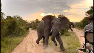 Angry Elephant Charges Safari Guide | Big 5 | African Wild Elephants