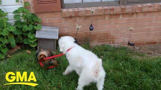 Small dog ditches humans and takes bigger pooch for a walk l GMA