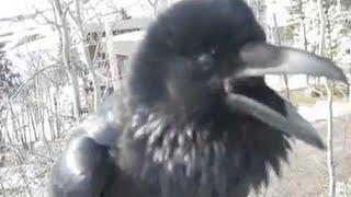 Man has conversation with a cheeky wild raven || ViralHog