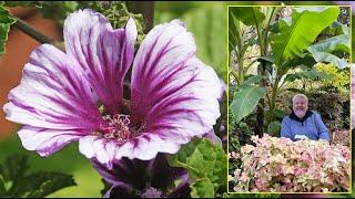 MAUVES ET GUIMAUVE, FLEURS AUX COULEURS TENDRES ET AUX DOUCES VERTUS. Le Quotidien du Jardin N°440