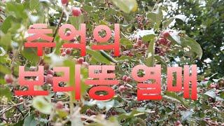 어린시절 추억의 열매 보리똥,보리밥열매~