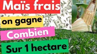 30 mn pour décortiquer le compte d'exploitation prévisionnel sur 1 ha de maïs frais de contre saison